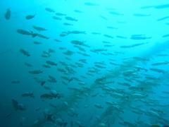 PC030064.JPG