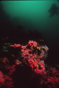 UW0006