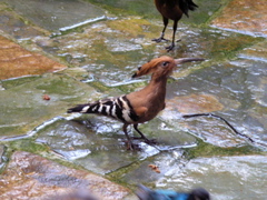 P4180015.JPG