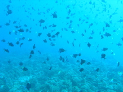 P4260098.JPG