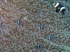 P4230217.JPG