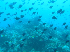 P4260099.JPG