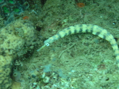P4220057.JPG