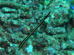 P4260061.JPG