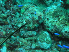 P4260062.JPG